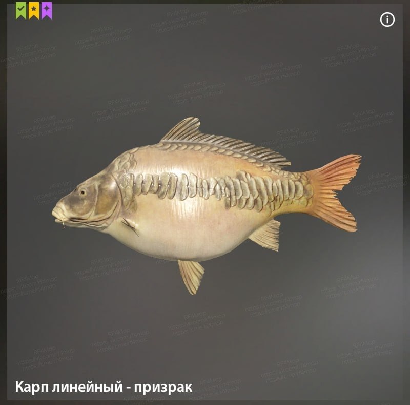 Улов (Карп линейный - призрак, Карп линейный) на трофей в RF4