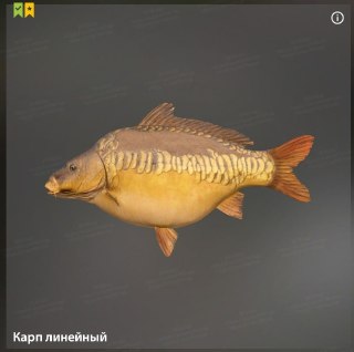 Улов (Карп линейный - призрак, Карп линейный) на трофей в RF4