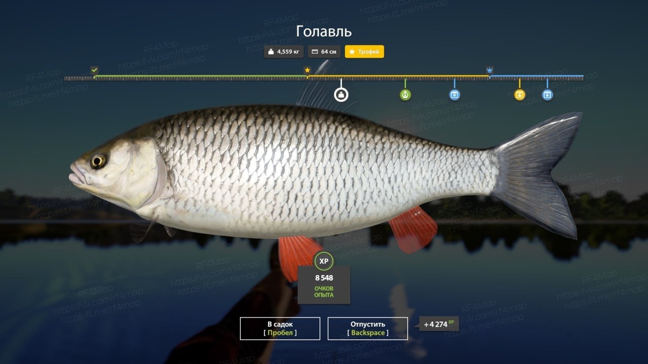 Улов (Голавль) на трофей в RF4