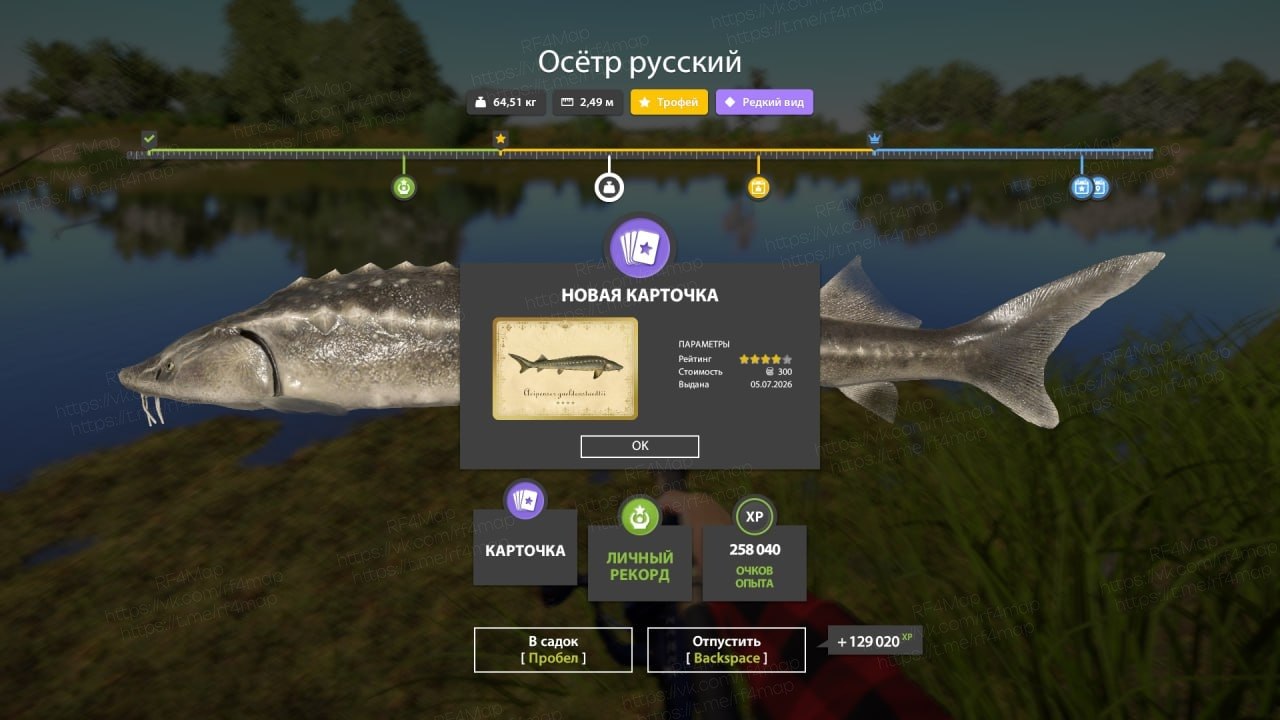 Улов (Осётр русский) на трофей в RF4