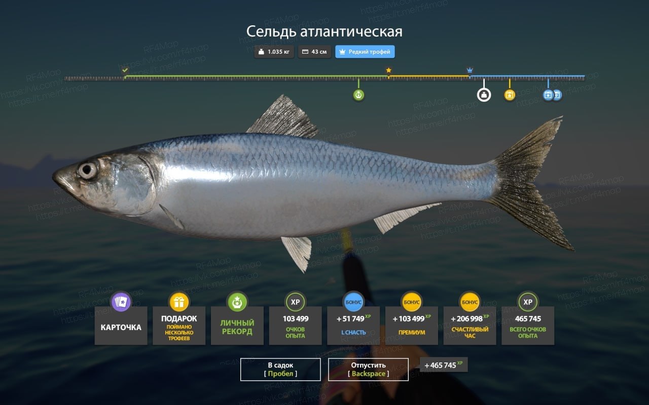 Улов (Сельдь атлантическая) на трофей в RF4