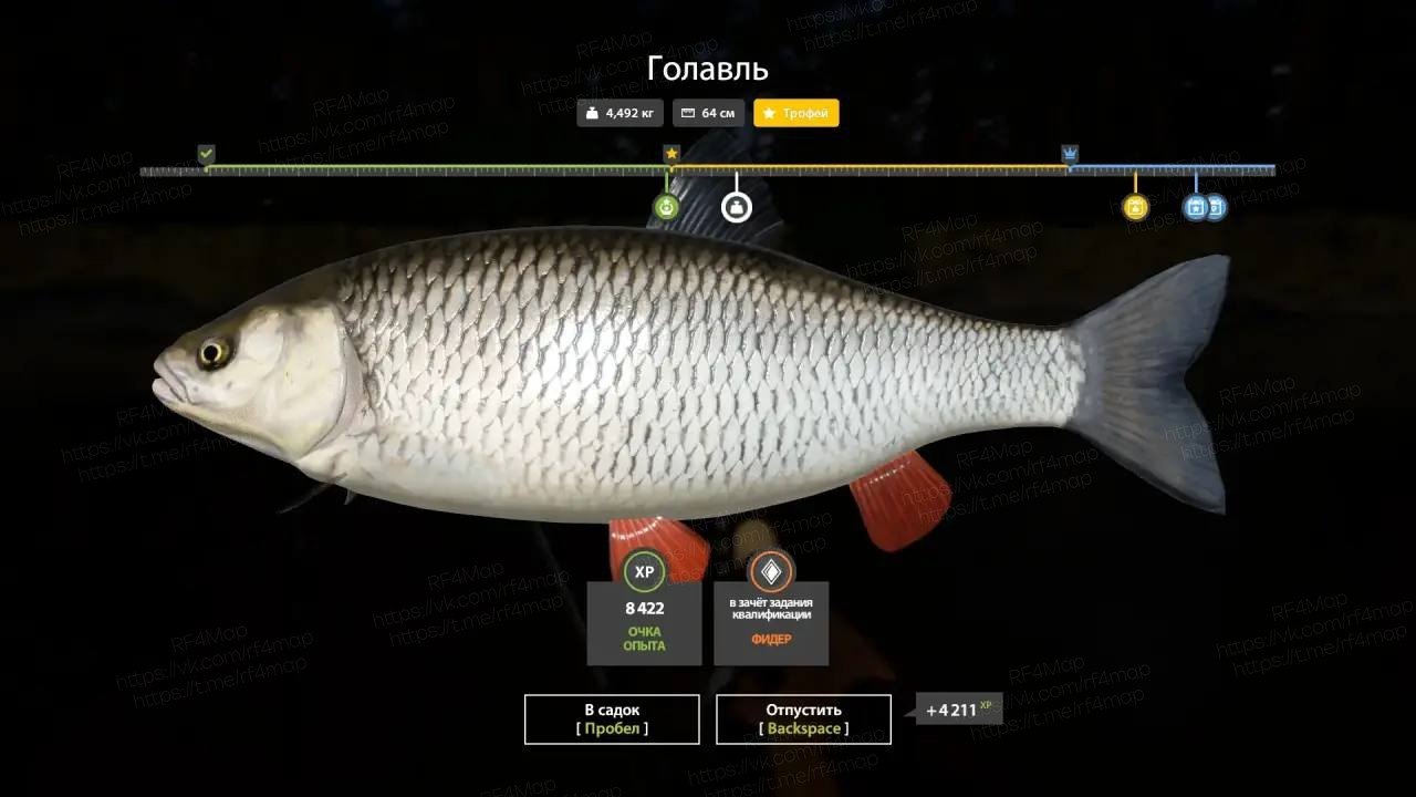 Улов (Голавль) на трофей в RF4