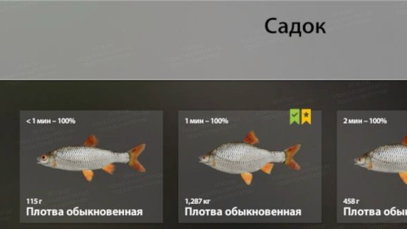 Улов (Плотва обыкновенная) на трофей в RF4