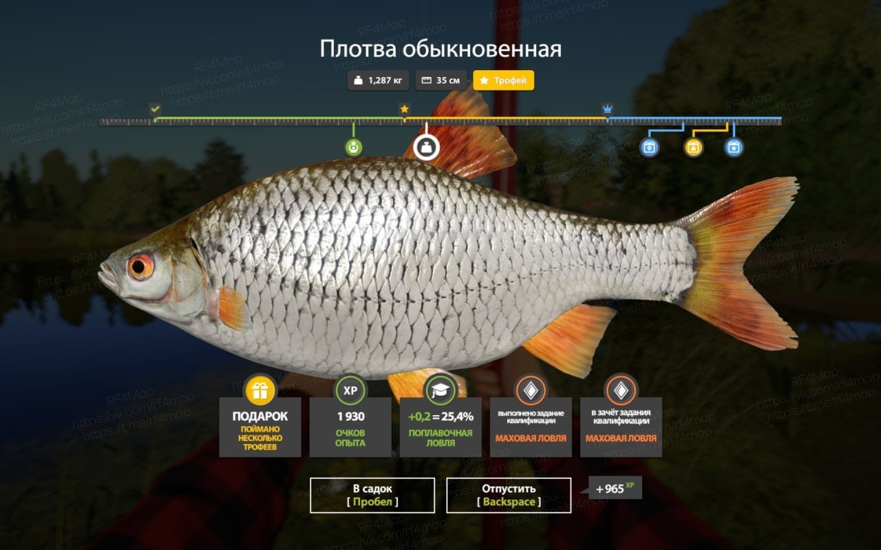 Улов (Плотва обыкновенная) на трофей в RF4
