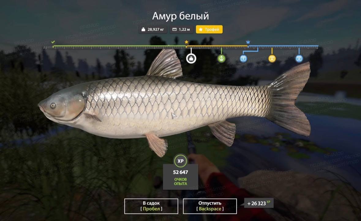 Улов (Амур белый) на трофей в RF4