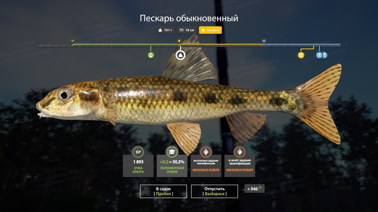 Улов (Пескарь обыкновенный) на трофей в RF4