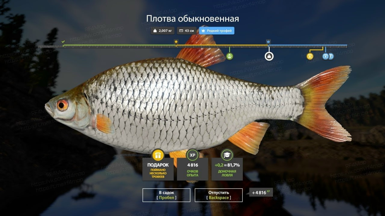 Улов (Плотва обыкновенная) на трофей в RF4