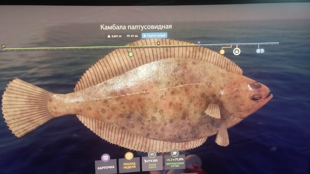 Улов (Камбала палтусовидная) на трофей в RF4