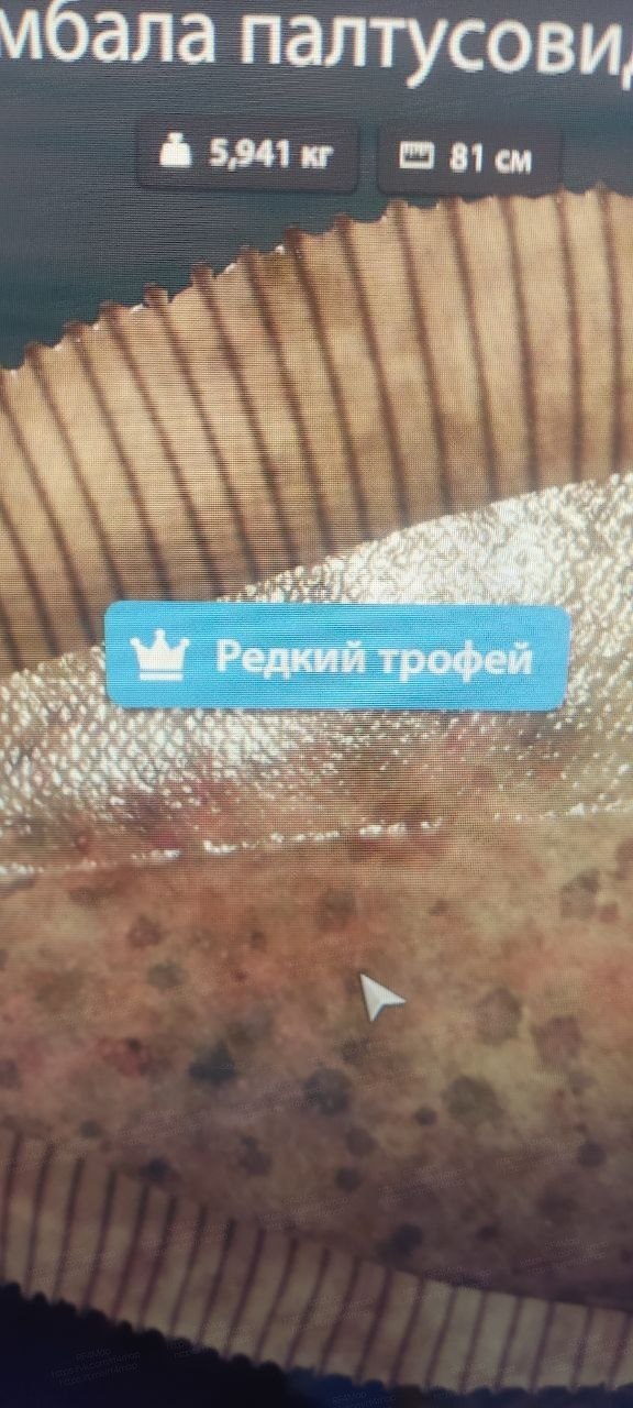 Улов (Камбала палтусовидная) на трофей в RF4