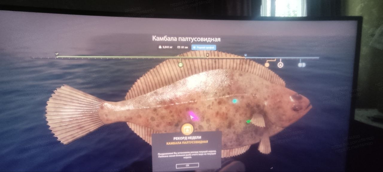 Улов (Камбала палтусовидная) на трофей в RF4